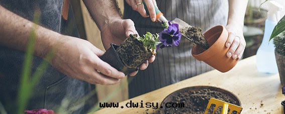 種(zhǒng)植指導