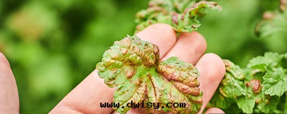 病害管(guǎn)理(lǐ)