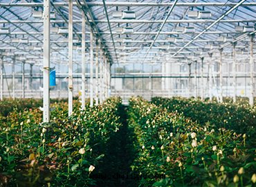 碩物(wù)天(tiān)成(chéng) 新(xīn)聞